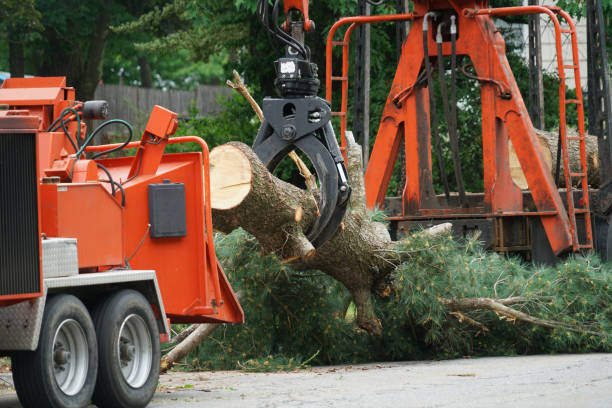 How Our Tree Care Process Works  in  Darby, PA
